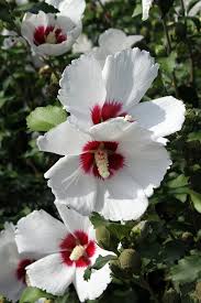 It is called mugunghwa in korean. Rose Of Sharon South Korea National Republic Of Korea Plants Flowers Korea Summer Colorful Nature Pink Floral Emblem Pikist