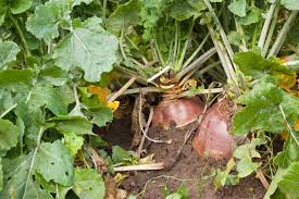 New horizons, turnips are considered as valuable assets. How To Plant And Grow Turnips