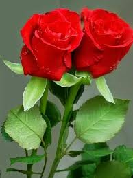 Only For You My Love Wallpaper Nature Flowers Beautiful Rose Flowers Red Roses