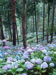 Hydrangea Forest Japan Michinoku Hydrangea Garden Ichinoseki City Hydrangea Garden Beautiful Flowers Beautiful Gardens