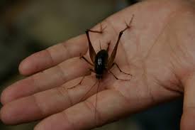 Since they tend to congregate in large numbers. Camel Cricket Elwood 5566