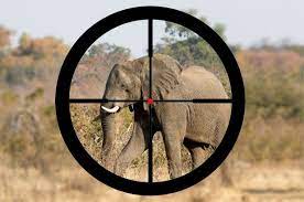 African elephants made the endangered list because, despite a ban being placed on the international trade in ivory, they are still poached for their tusks which are made from ivory, meat, and skin. The Countries Where Rich People Can Hunt Endangered Animals