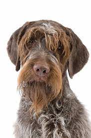 Stunning liver and white young dog, pointing beautifully, dropping to flush, strong hunter, minimal retrieving for falconer but proven soft mouth for rough shooter. 45 Best Wirehaired Pointing Griffons Other Animals Ideas Wirehaired Pointing Griffon Griffons Animals
