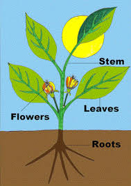 Touch This Image Plant Parts And Life Cycle By Alissa Carper Parts Of A Plant Preschool Garden Planting For Kids