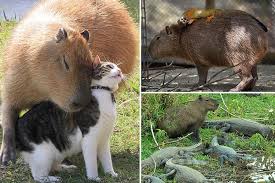 At temaiken animal preserve, buenos aires province, argentina Heartwarming Pictures Capture Giant Rodent Capybaras Cuddling Up With Cats Monkeys And Even Crocodiles