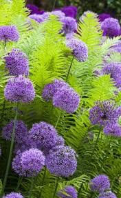 Tolle Kombination Aus Zierlauch Allium Und Farnen Garten Farne Garten Garten Pflanzen