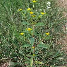 Image result for Flaveria bidentis