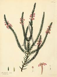 Image result for Struthiola