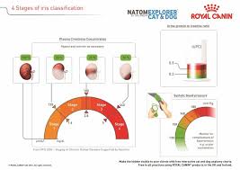 15 iris staging system creatinine serum phosphate proteinuria blood pressure. Kidney Chronic Kidney Disease Ckd In Dogs Vetlexicon Canis From Vetstream Definitive Veterinary Intelligence