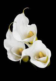 Calla Lily Calla Lily Flowers Lily Flower Calla Lily