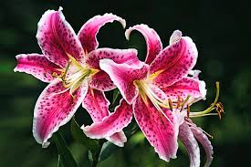Bunga bakung / nama latin lily ( lilium flower ). Arti Dan Makna Bunga Lily Bunga Lily Adalah Bunga Musim Panas Yang Punya Nama Latin Jelita Rahayu