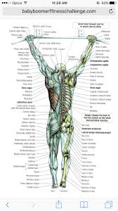 There is exactly 650 muscles in the human bodythere are actually 640 muscles in the human body. Anatomy Muscle Anatomy Baby Boomer Fitness Massage Therapy