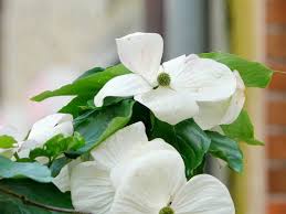 Image result for Commelina capitata