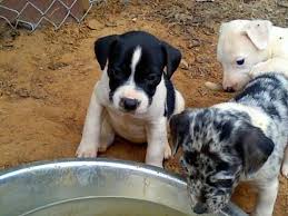 Depending which trait a puppy inherits, their coat can range from short to medium in length and will require regular bushing to maintain it. Aussie Corgi Mix Puppies For Sale Texas Auggie Puppies For Sale