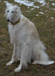 12 Things You Should Know About The Borzoi Borzoi Dog Hound Dog Breeds Borzoi