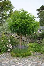 Kungsbacka Tradgardsdesign Vorgarten Garten Garten Ideen