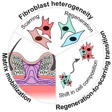 Cutting into wound repair