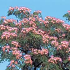 Maybe you would like to learn more about one of these? Ornamental Trees Michigan Bulb Company