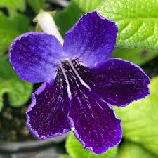 Image result for Streptocarpus goetzei