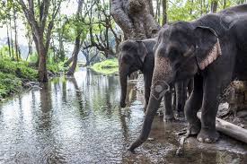 Maybe you would like to learn more about one of these? Two Asia Elephant Drinking Water In Tropical Forest Stock Photo Picture And Royalty Free Image Image 13787214
