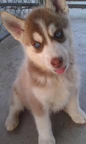 Here you will find beautiful siberian husky puppies that are bred for quality, temperament, proper conformation, and companionship. Southern California Siberian Husky Home Facebook