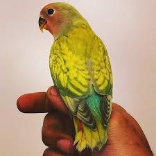Agapornis Panama Lovebirdspanama Instagram Profile Picpanzee Animals Bird Parrot