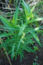 Image result for Lactuca indica
