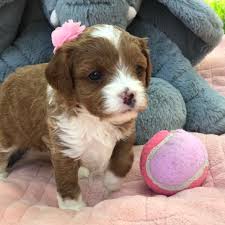 Browse thru cavapoo puppies for sale in oregon, usa area listings on puppyfinder.com to find your perfect puppy. Cavapoos Teacup Cavapoo Puppies For Sale Precious Doodle Dogs