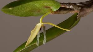 Image result for Bulbophyllum unifoliatum