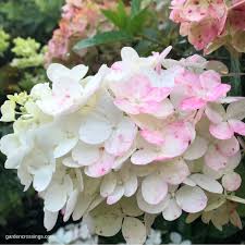 Maybe you would like to learn more about one of these? Hydrangea Care Planting Growing Cultural Information