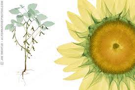 Sunflower X Ray
