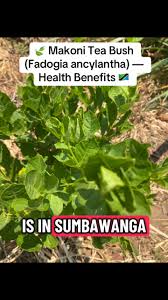 Image result for Fadogia ancylantha