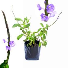 Kurangnya menjaga kebersihan dapat menjadi salah satu pemicunya. Jolok Cacing Selasih Dandi Pokok Cawan Minyak Rumput Tahi Babi Yu Long China Stachytarpheta Jamaicensis Shopee Malaysia