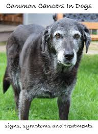 Domestic and foreign oncologists point out the following main clinical symptoms of bone marrow. Common Cancers In Dogs Signs Symptoms Treatment The Labrador Site