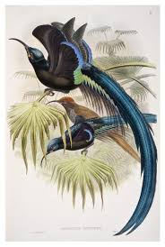 Papua New Guinea Bird Of Paradise Drawing Great Promerops John Gould Australian Museum Birds Of Paradise Bird Drawings Bird Illustration