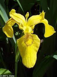 Image Result For 3 Petal Flower Iris Flowers Iris Flowers