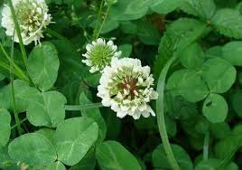 Maybe you would like to learn more about one of these? 6 Reasons Why I Chose Clover As A Living Mulch Insteading