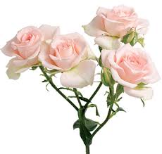 Sprays Peach Sweet Sarah 50cm