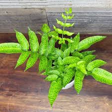 Image result for Coniogramme