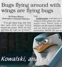 Kowalski Analysis Meme Imgflip