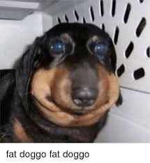Fat doggo or ice cream? Fat And Fat Meme On Me Me