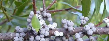 Image result for Myrica salicifolia