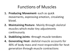 Muscle Physiology Distinguish Between The 3 Types Of Muscles And Describe The Four Main Functions Of Muscles Ppt Video Online Download