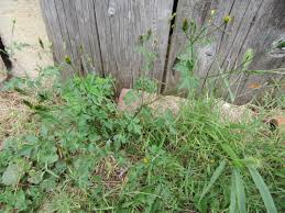 Image result for Bidens bipinnata