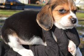 Beagle For Sale Cute Beagles Beagle Puppy Beagle