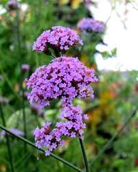 24 Best Winter Flowering Plants In India India Gardening