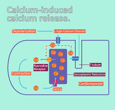 contraction of cardiac muscle pathway of contraction