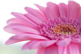 Best alternative to expensive fresh flowers and greeneries, they will stay and look beautiful all day, not wilting and turning brown. Best Artificial Gerbera Flowers Faux Replica Flowers Bos