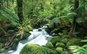 Jungle And Waterfall Photo Wallpaper Rainforest Pictures Waterfall Pictures Waterfall Wallpaper