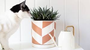 For cats, though, these plants don't lead to everlasting love but to serious health issues. 19 Houseplants Safe For Cats And Dogs
